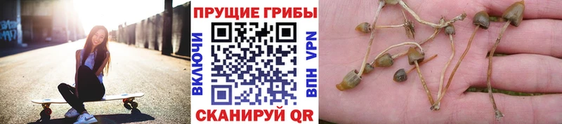 Купить где  Ленинградская  Псилоцибиновые грибы мухоморы 